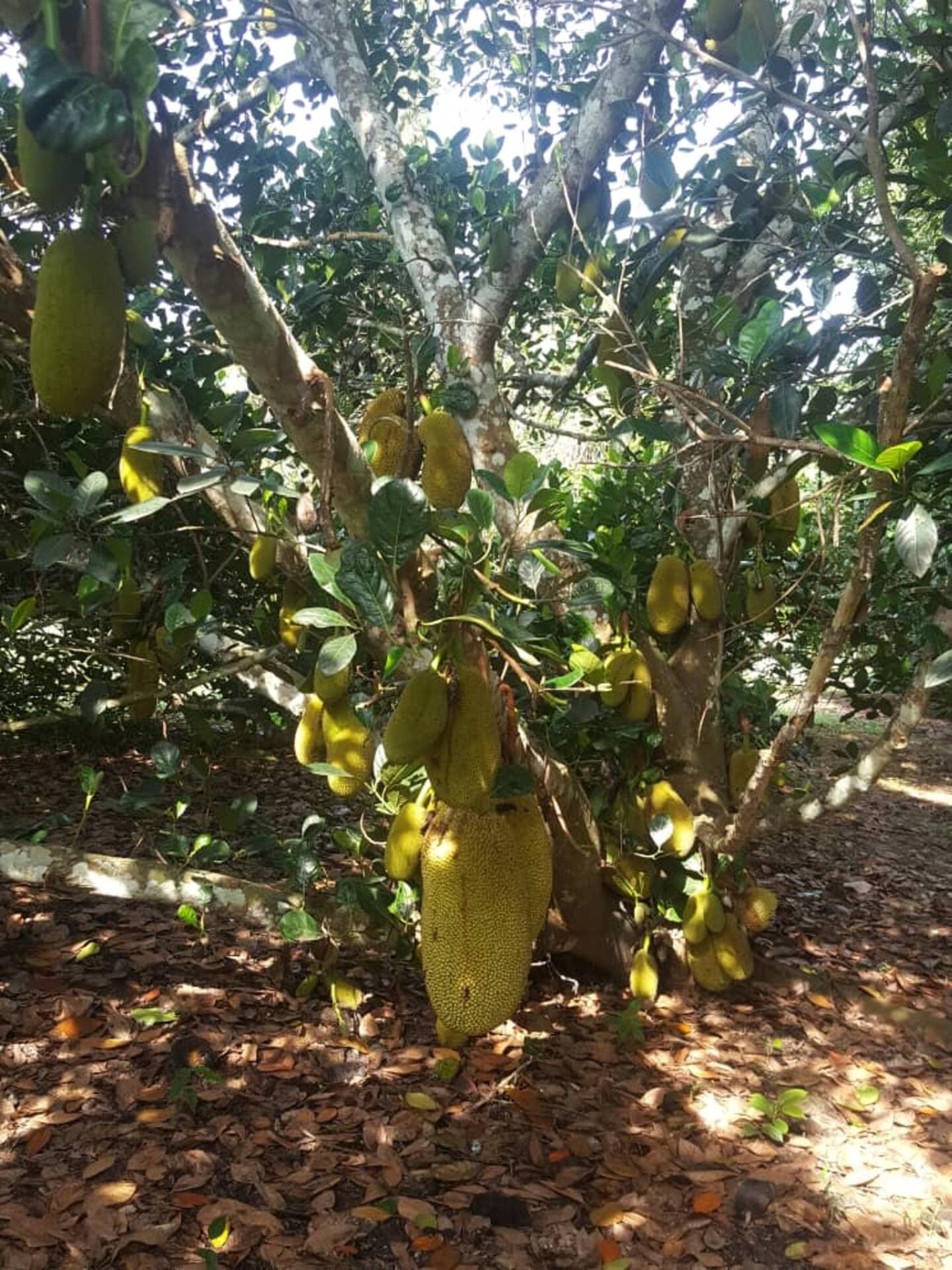 Dusun Buah